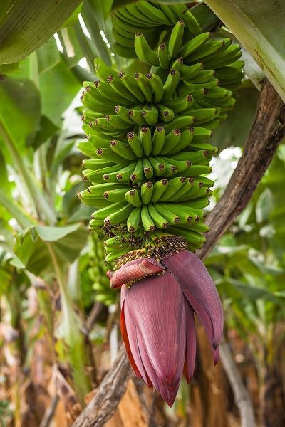 Canary Islands-La Palma Island-San Andres-banana flower